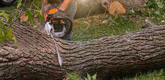 Professional Tree Services in Lee Acres, NM